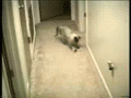 minou minouuuuu